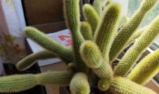 黄金钮的盆栽养护方法 黄金钮盆栽如何养殖