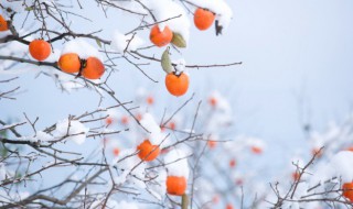 关于冬天的资料 关于冬天的相关知识