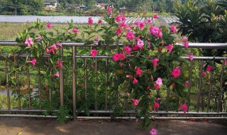 飘香藤的盆栽养护方法 飘香藤养殖教程