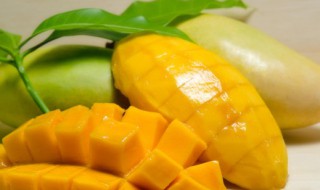 关于芒果的资料 芒果资料简介