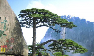 关于黄山四绝的资料 黄山四绝介绍