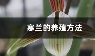 寒兰的盆栽养护方法 寒兰盆栽怎么养殖