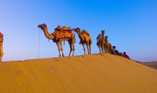 关于沙漠和骆驼的资料 关于沙漠和骆驼的介绍