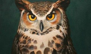 关于猫头鹰的资料 猫头鹰相关资料介绍