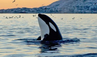 关于虎鲸的资料五年级 虎鲸的介绍