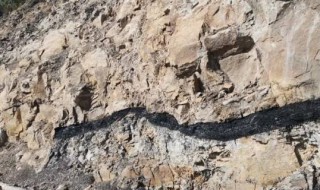 关于煤的资料 有关煤的简介