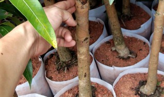芒果的盆栽养护方法 盆栽芒果的养护方法