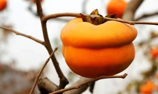 关于柿子的资料 柿子简介