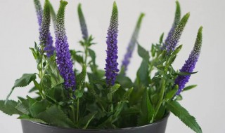 鼠尾草的盆栽养护方法 鼠尾草的盆栽养护方法介绍