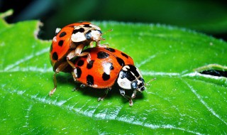 关于瓢虫的资料 瓢虫的资料是什么