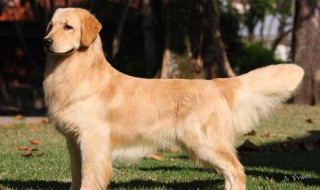 关于金毛的资料 金毛寻回犬的资料