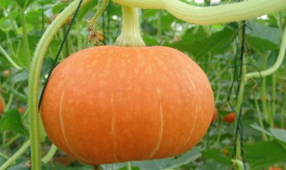 关于南瓜的资料 认识一下南瓜