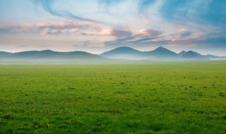 关于小草的资料 有关小草的介绍
