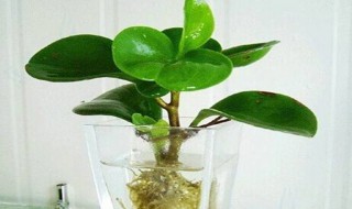 绿元宝的盆栽养护方法 关于绿元宝的盆栽养护方法