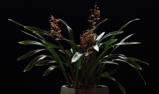 墨兰的盆栽养护方法 墨兰的家庭养殖方法分享