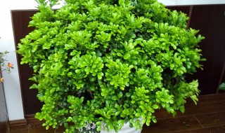 米兰的盆栽养护方法 米兰怎么盆栽养护