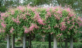 珊瑚藤的盆栽养护方法 养殖珊瑚藤的技巧