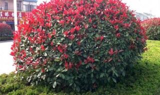 红叶石楠的盆栽养护方法 红叶石楠养护技巧