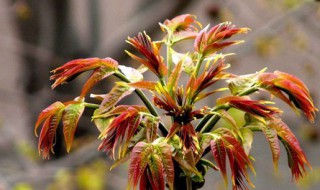 香椿的盆栽养护方法 香椿怎么养护呢