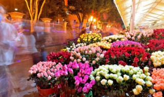 关于玫瑰的资料 玫瑰的简介