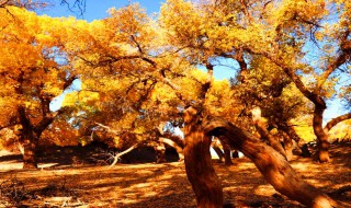 关于胡杨的资料 胡杨的介绍
