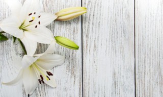 关于百合花的资料 百合花怎么养护