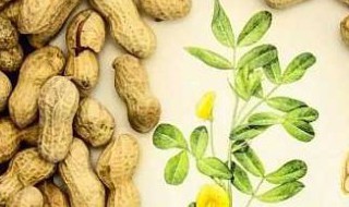 关于落花生的资料 有关落花生的资料