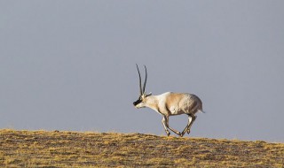 关于藏羚羊的资料 藏羚羊长什么样子