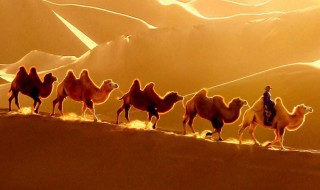 关于骆驼和沙漠的资料 关于骆驼和沙漠关系的内容