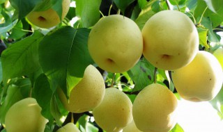 关于梨的资料 梨的资料分享