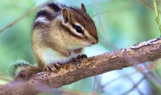 关于松鼠的资料50字 关于松鼠的内容资料50字