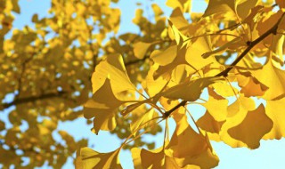 关于银杏的资料 关于银杏的介绍