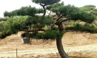 关于松树的资料 松树的资料介绍