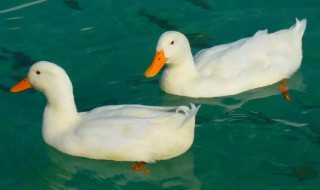 关于鸭子的资料 鸭子的介绍