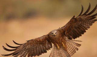 关于鹰的资料 鹰的资料分享