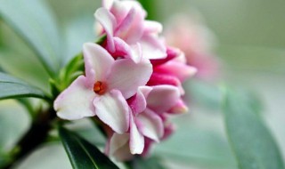 瑞香的盆栽养护方法 瑞香应该怎么养殖呢