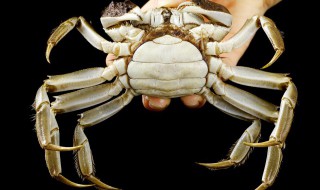 关于螃蟹的资料 螃蟹的介绍