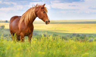 关于马的资料 马的资料介绍