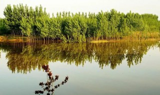 关于湿地的资料 湿地是什么