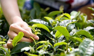 关于植物的资料介绍 植物有何特点