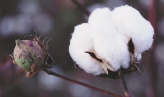 关于棉花的资料 关于棉花的介绍