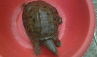 打龟是什么意思 打龟意思是什么