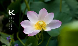 初伏的日期是怎么确定的 初伏的日期是怎样确定