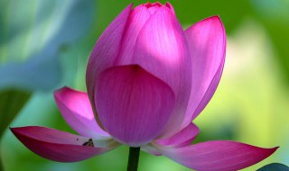 初伏三伏怎么判断 初伏三伏如何判断