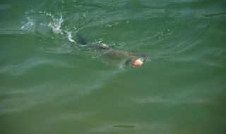 初伏夜钓鲢鱼怎么钓 初伏夜钓鲢鱼怎么钓 其实很简单