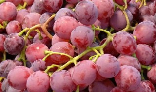 怎样储存提子 如何储存提子