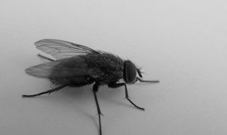 苍蝇为什么能停立在垂直玻璃上 苍蝇能停立在垂直玻璃上的原因