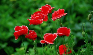 国家禁止种植的植物 国家禁止种植的植物有哪些