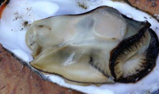 牡蛎怎样储存 牡蛎的存储方法