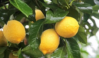 怎样储存新鲜柠檬 新鲜柠檬家常保存方法分享